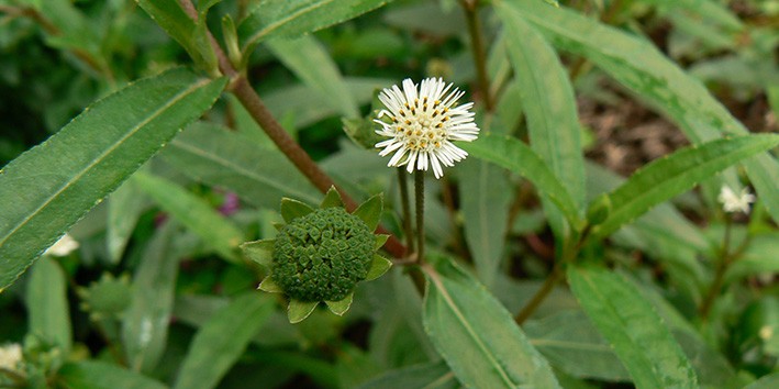 Eclipta alba erva botao para que serve